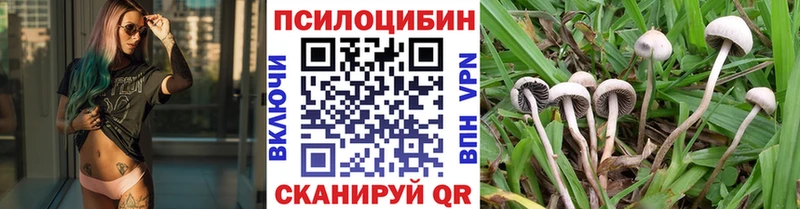 kraken tor  наркота  Бологое  Псилоцибиновые грибы Psilocybine cubensis 